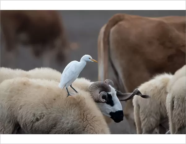 Cattle Egret (Bubulcus ibis) standing on the back of a Navajo-Churro sheep, Algarve