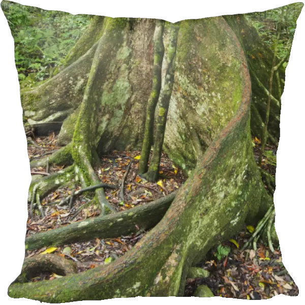 Black Booyong (Argyrodendron actinophyllum) tree with buttress root, Lamington National Park