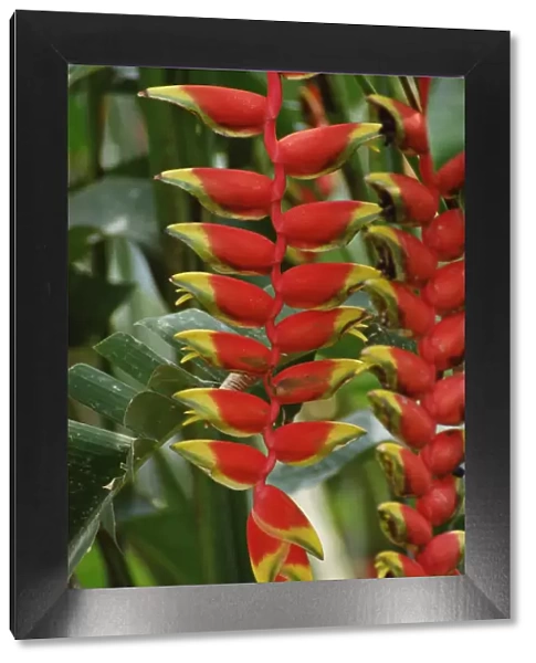 Hanging Heliconia (Heliconia rostrata) blooming in rainforest, Peru to Belize