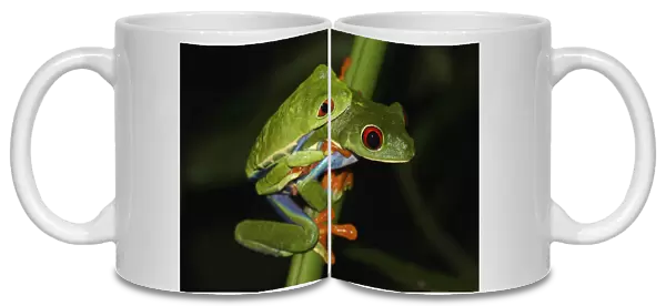 Red-eyed Tree Frog (Agalychnis callidryas) pair mating, Costa Rica