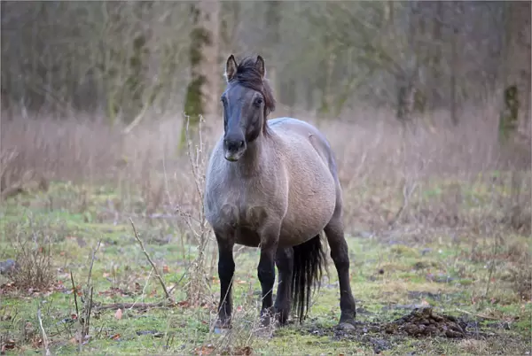 Pregnant Konik Horse (Equus ferus caballus) mare, Horsterwold, Stille Kern, The
