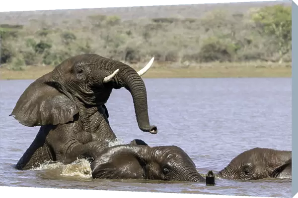 African bush elephant (Loxodonta africana) playing in the water, Mpumalanga, South-Africa