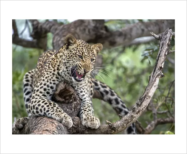 Leopard (Panthera pardus) showing teeth, Hoedspruit, Limpopo, South-Africa