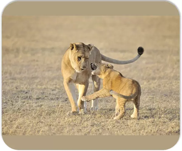 Lion (Panthera leo) cub playing with its mother, Tanzania, Ngorongoro Conservation Area