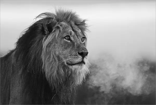 A black and white portrait of a dominant male kalahari lion (Panthera leo