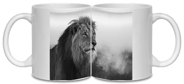 A black and white portrait of a dominant male kalahari lion (Panthera leo