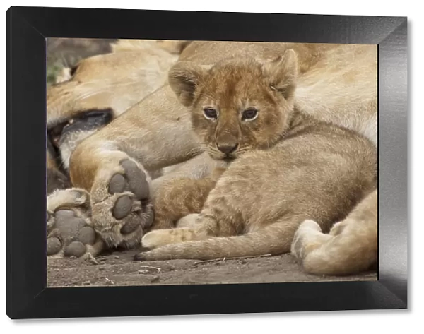 Lion (Panthera leo) cub resting with its mother, Ndutu Conservation Area, Tanzania