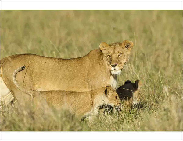 Lion (Panthera leo) Lioness and cub walking, Kenya, Masai Mara National Reserve