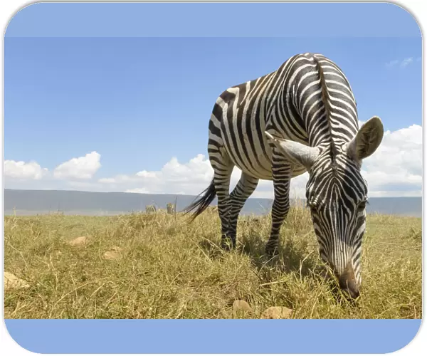 Plains Zebra (Equus quagga) grazing on the plain in the Ngorongor crate, Tanzania