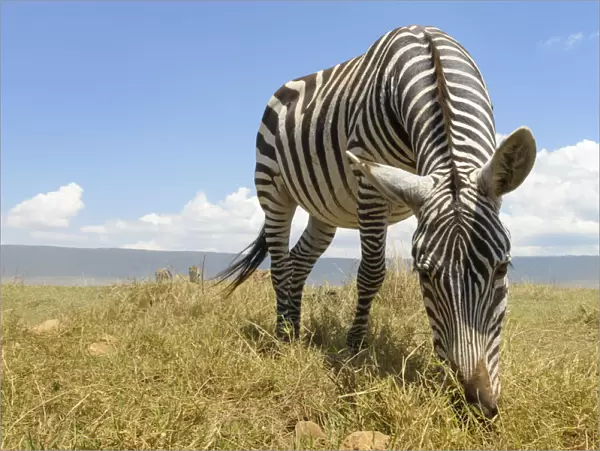 Plains Zebra (Equus quagga) grazing on the plain in the Ngorongor crate, Tanzania