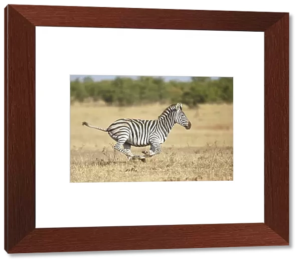 Common Zebra (Equus quagga) adult, running, South Africa, Limpopo, Kruger National Park