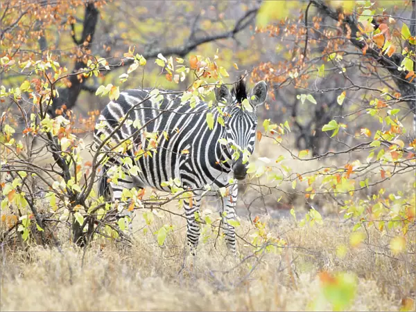 Plains Zebra (Equus quagga) walking trough foliage, Kruger National Park, South Africa