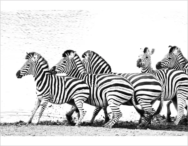 Group of frightened Burchellaes Zebras (Equus quagga burchellii