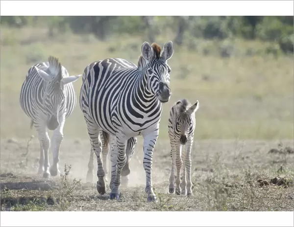 Plains Zebra (Equus quagga) mother and foal walking on savanna, Kruger National Park