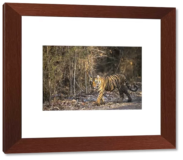 Bengal Tiger (Panthera tigris tigris) cub walking by bamboo thicket, India