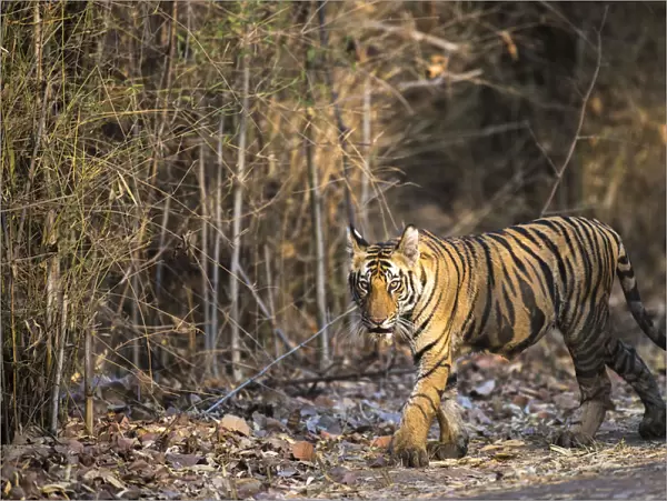 Bengal Tiger (Panthera tigris tigris) cub walking by bamboo thicket, India