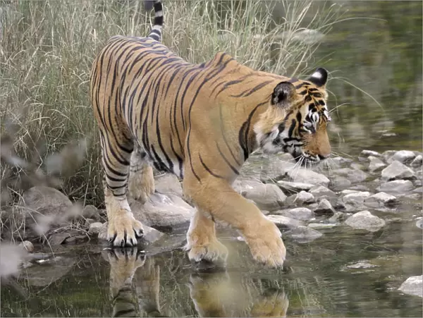 Bengal Tiger (Panthera tigris tigris) crossing water by walking over stones, India
