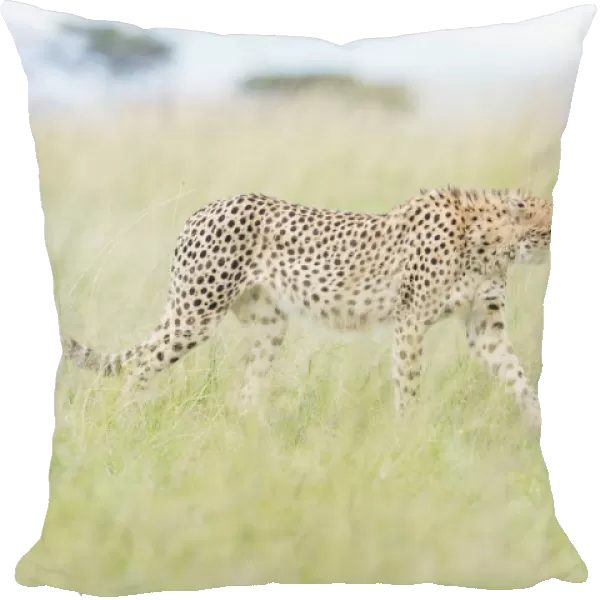 Cheetah (Acinonix jubatus) walking through tall grass on savanna
