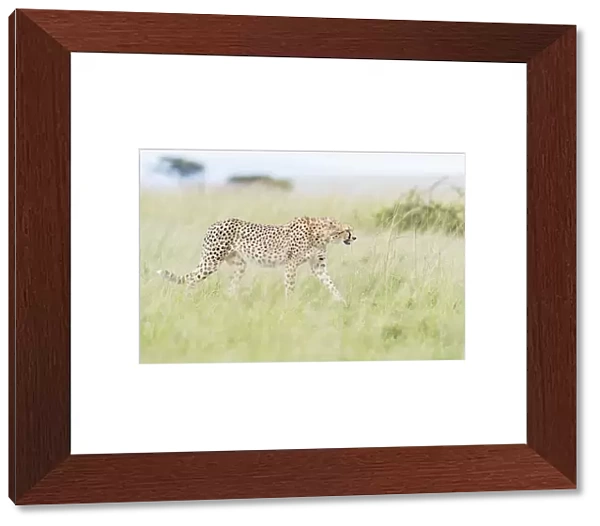 Cheetah (Acinonix jubatus) walking through tall grass on savanna