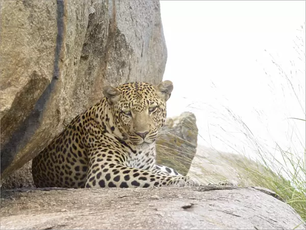 Leopard (Panthera pardus) resting on a rock and looking at camera