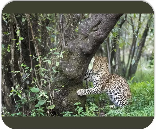 African Leopard (Panthera pardus) marking tree for territory in forest