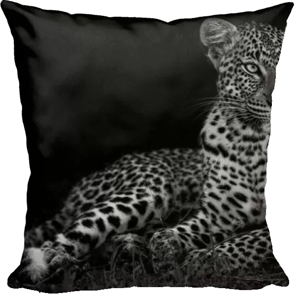 Leopard (Panthera pardus) female in the dark, Sabi Sands Private Game Reserve, Mpumalanga