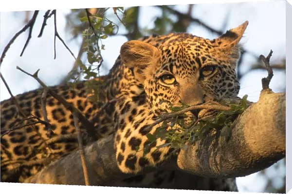 Leopard (Panthera pardus) adult resting on tree branch, Londolozi Game Reserve