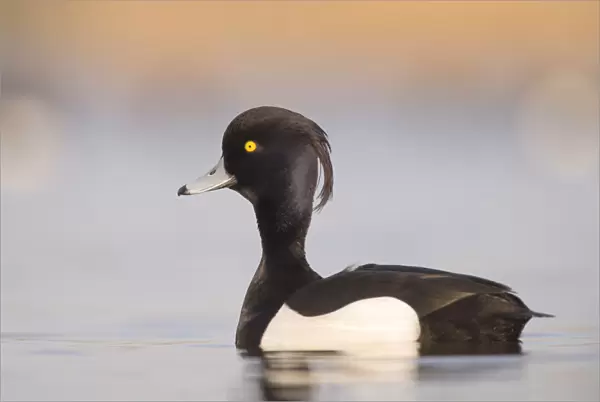 Male Tufted duck (Aythya fuligula) close-up, The Netherlands, Noord-Holland