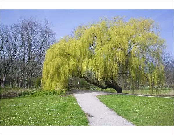 Weeping Willow (Salix sepulcralis) blossoming in a park, Den Helder, The Netherlands