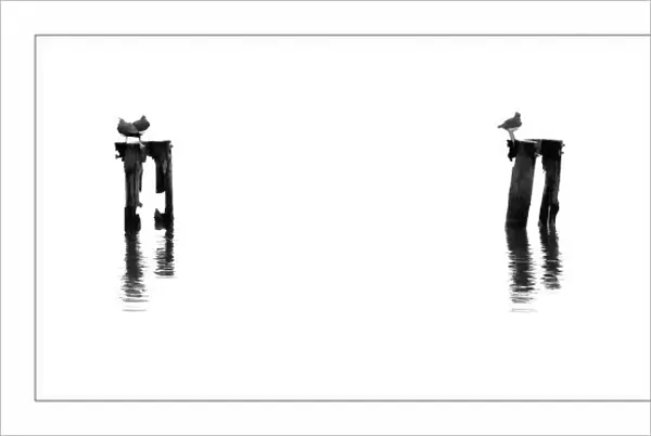 Black and white shot of birds on poles in the water