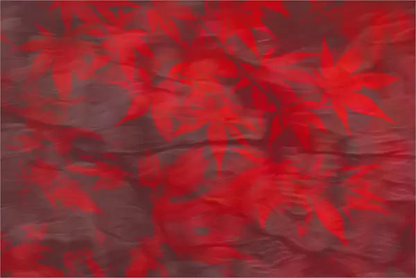 Artistic photograph of red autumn Acer leaves