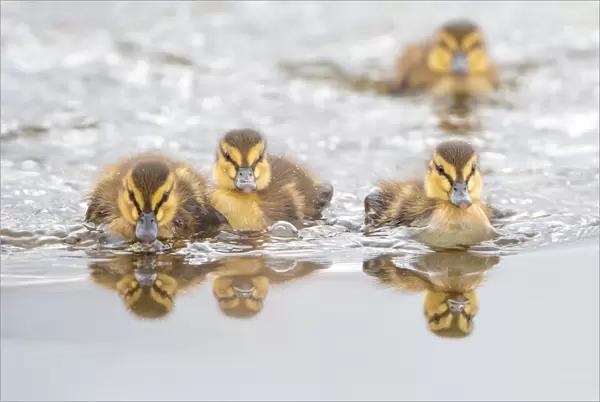 Four Mallard (Anas platyrhynchos) ducklings swimming towards the camera, Zuid-Holland