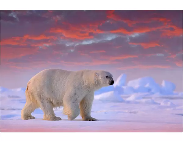 Polar Bear (Ursus maritimus) adult on snowy drift ice in sunset, Canada