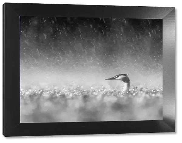 Panicking Great Crested Grebe (Podiceps cristatus) adult on the water in heavy rainstorm, desperately trying to locate its young, Noord-Brabant, The Netherlands - Winner in the Black-and-White category of the Groene Camera 2022 photo contest