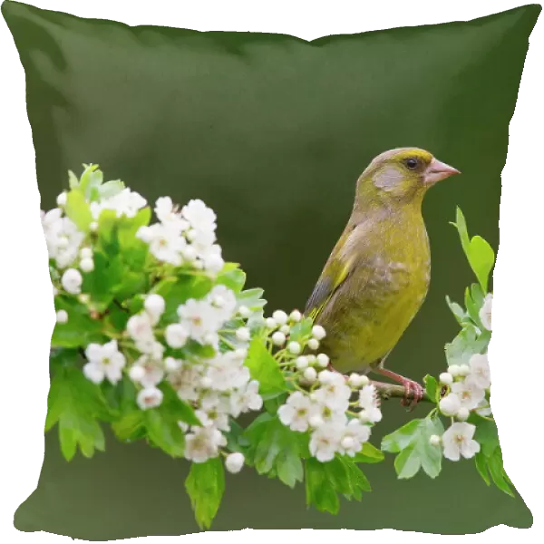 European Greenfinch (Chloris chloris) adult male perched on Common Hawthorn (Crataegus oxyacantha) with blossom, Suffolk, England