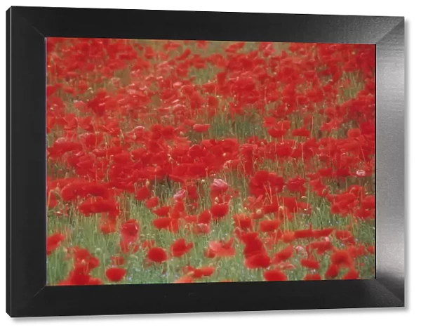CA_56. Papaver rhoeas. Poppy field. Red subject