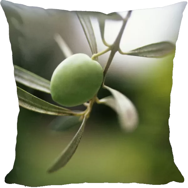 CS_2031. Olea europea. Olive. Green subject