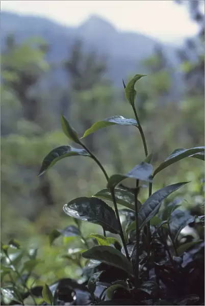 CS_1836. Camellia sinensis. Tea plant. Green subject