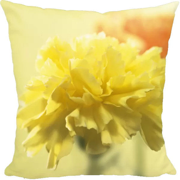 CS_3007. Dianthus - variety not identified. Carnation. Yellow subject. Yellow b / g