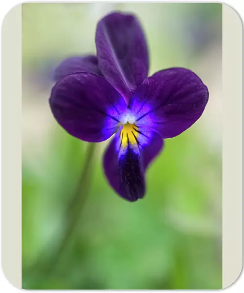 Hearts ease, Viola tricolor. Close up