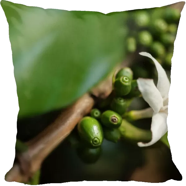 Coffee, Coffea arabica