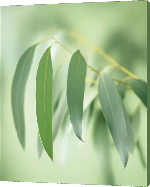 CS_F174. Eucalyptus globulus. Eucalyptus. Green subject. Green b / g