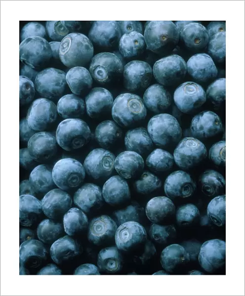 CS_FV24. Vaccinium corymbosum. Blueberry. Blue subject