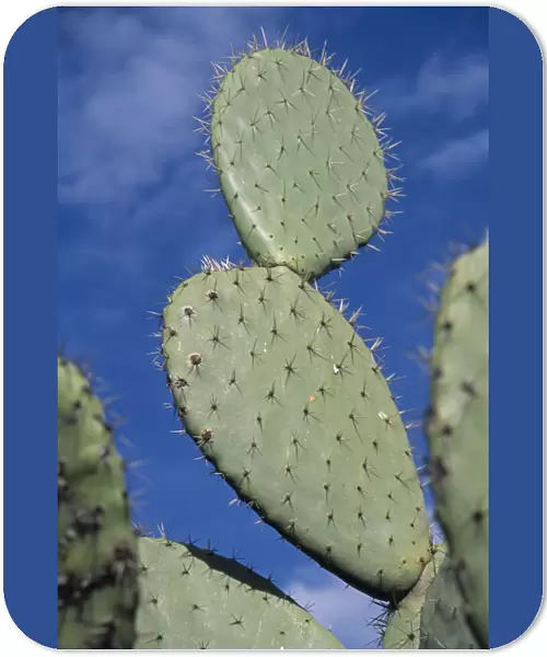opuntia cultivar, prickly pear cactus