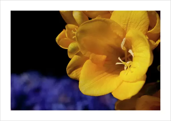 Freesia, Close up of yellow coloured flower growing outdoor
