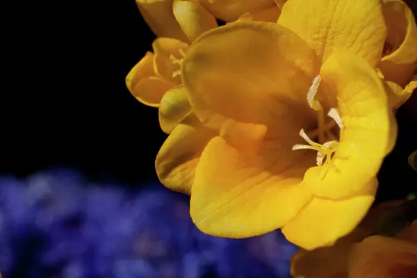 Freesia, Close up of yellow coloured flower growing outdoor