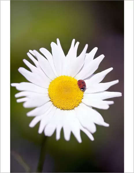 GP_0588. Bellis perennis. Daisy - Lawn daisy. White subject