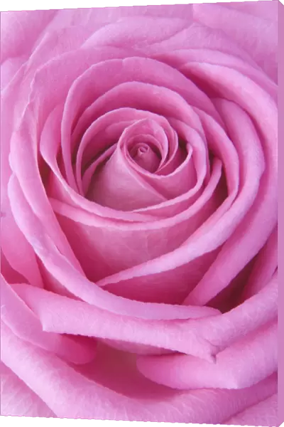 JN_0094. Rosa - variety not identified. Rose. Pink subject