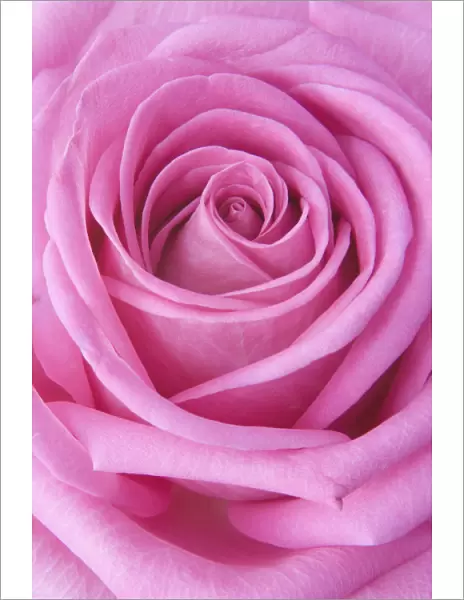 JN_0094. Rosa - variety not identified. Rose. Pink subject