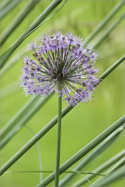 PBT_0003. Allium Hollandicum Purple Sensation. Allium. Purple subject. Green background